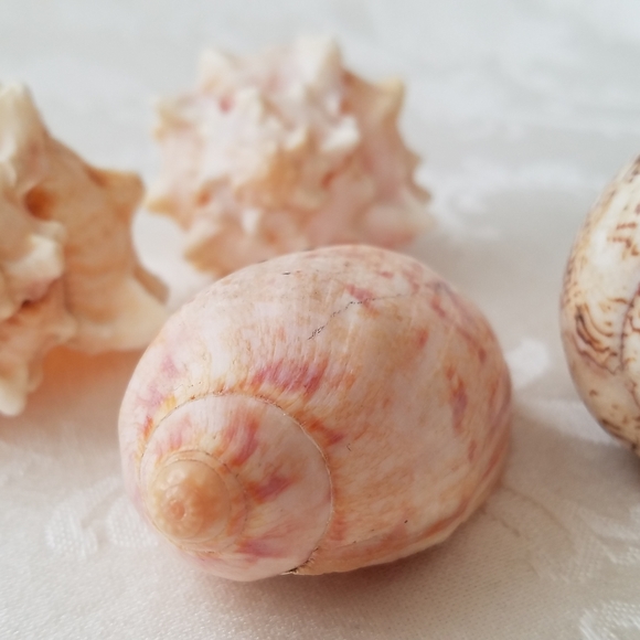 Natural Sea Shells - Picture 6 of 15